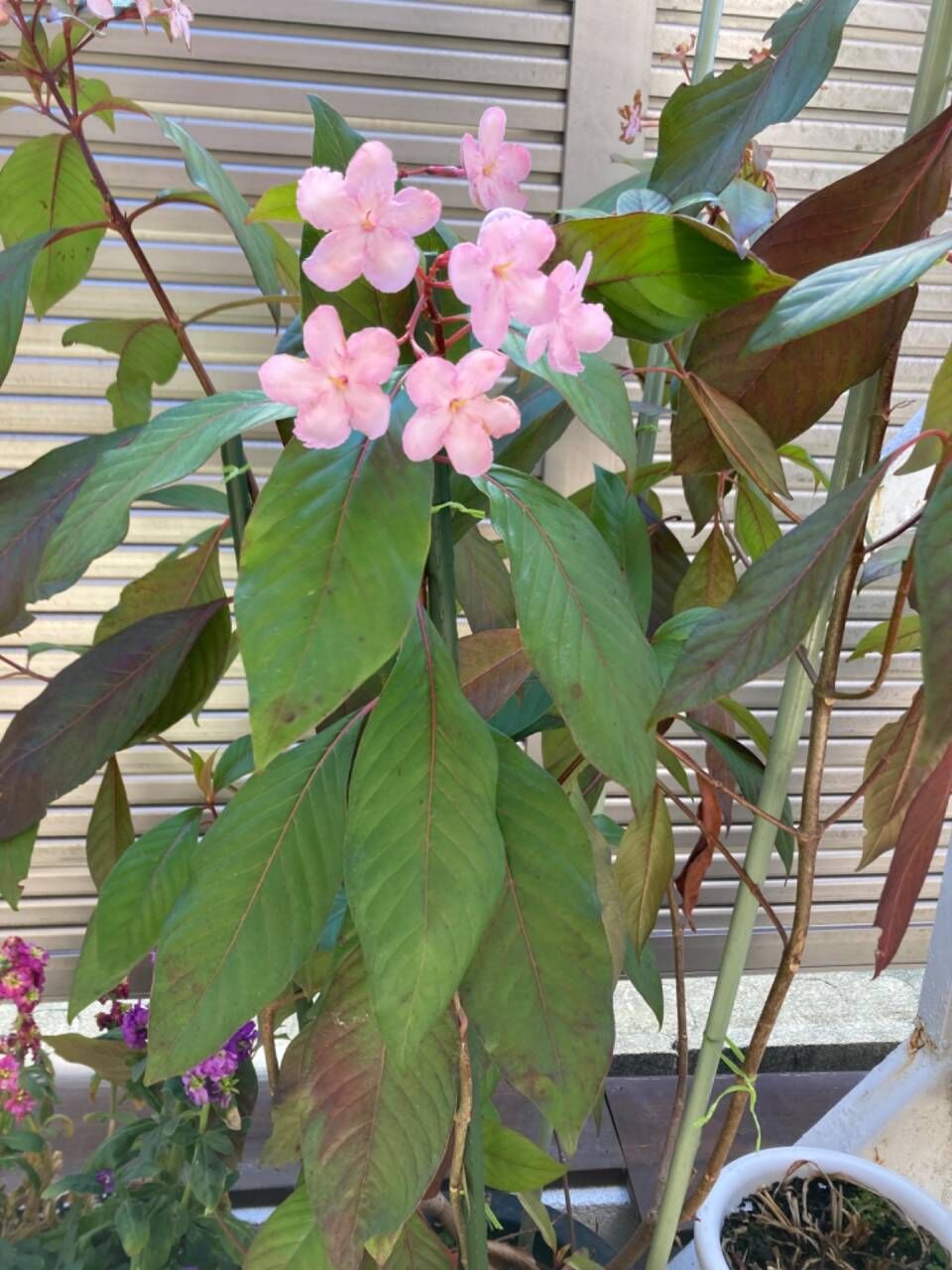 【名古屋】４年越しの「におい桜」