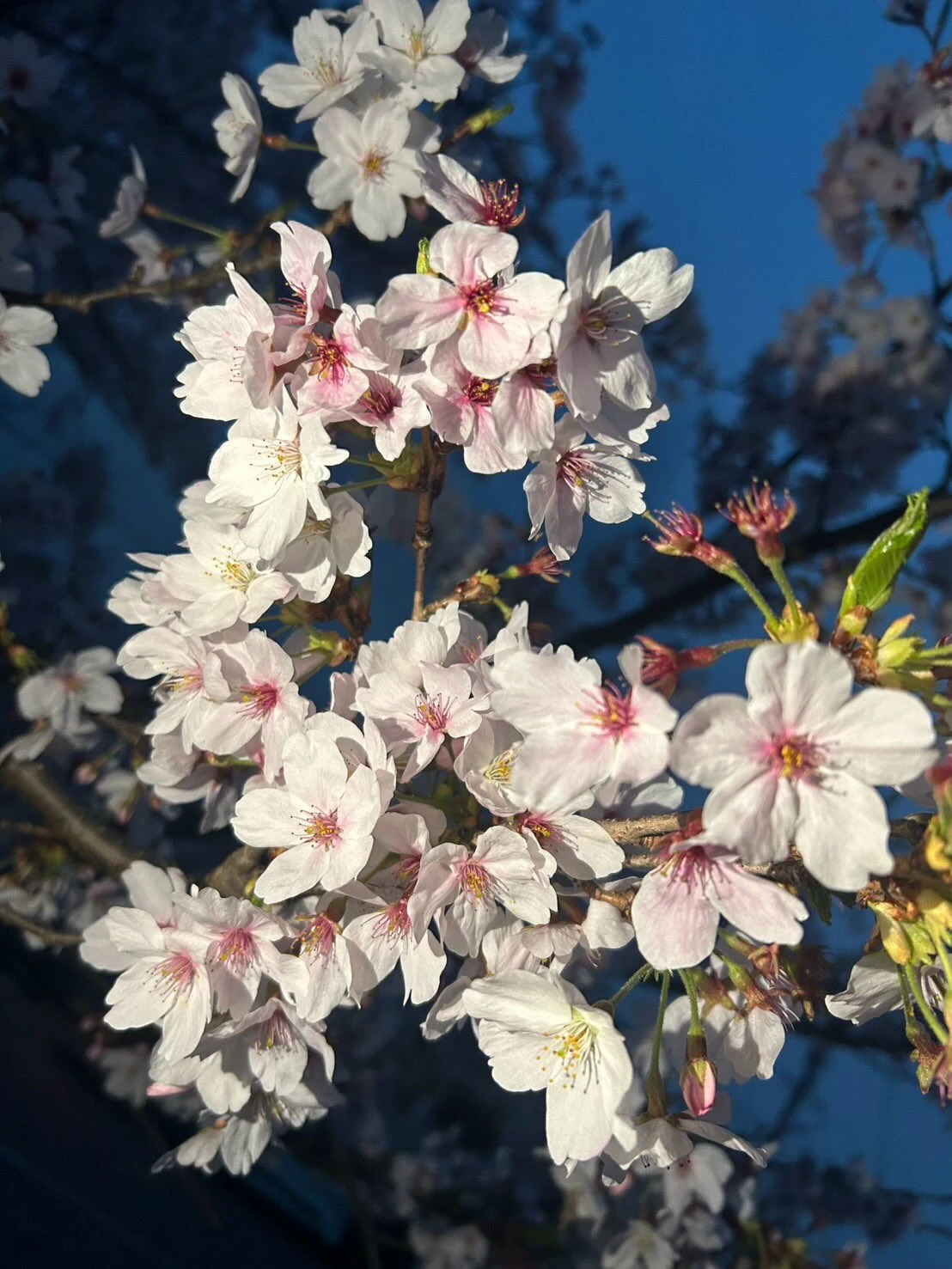 今年の桜はあっという間に咲いたと思ったら雨が降り楽しみ方も慌