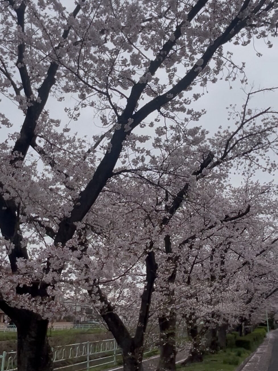 今年の桜はあっという間に咲いたと思ったら雨が降り楽しみ方も慌