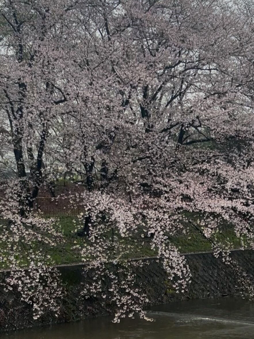 今年の桜はあっという間に咲いたと思ったら雨が降り楽しみ方も慌